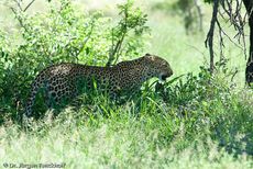 leopard (51 von 60).jpg